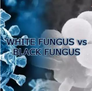 WHITE FUNGUS vs BLACK FUNGUS- All we need to know..
